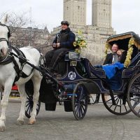 Horse Carriage Rides