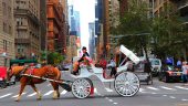 Excellent Carriage RIDE with MAX