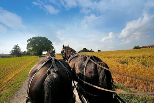 Philadelphia and Amish Country Day Trip from New York City