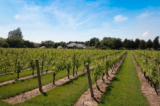 NYC Hamptons, Sag Harbor, and Outlet Shopping Day Trip