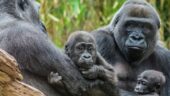 The Bronx Zoo is wonderful and fabulous!