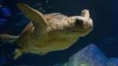 Fun fun fun