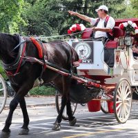 Horse Carriage Rides