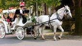 Loved the Carriage 