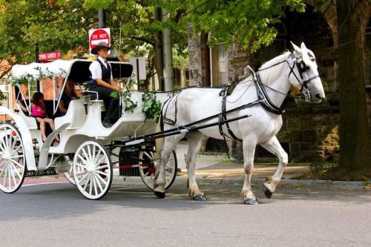 CARRIAGE RIDE (VIP - PRIVATE) in CENTRAL PARK SINCE 1964™