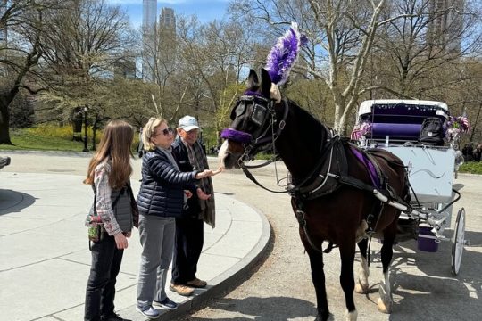 Central Park PROPOSAL Horse Carriage Ride ( 1 hour )