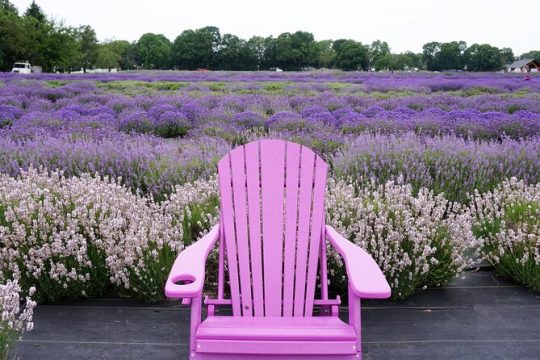 Full-Day Lewin Farms, Lavender By The Bay and Tanger Outlets Tour
