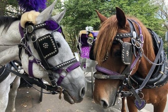 Private Horse Carriage Ride in Central Park