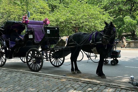 45 Minutes NYC Empire State Horses Carriage Ride in Central Park