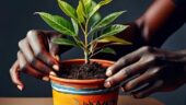 Air Cleaning Plants